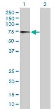 Anti-IL7R antibody produced in rabbit