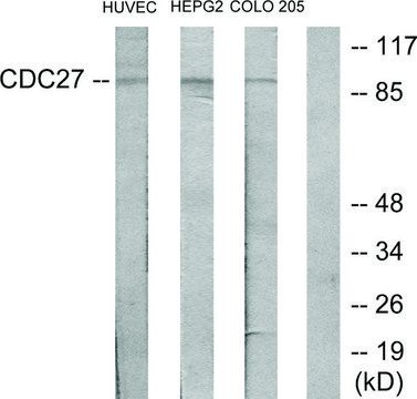 Anti-H-NUC antibody produced in rabbit