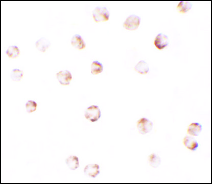 Anti-PIWIL2 antibody produced in rabbit