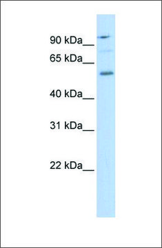 Anti-TEAD1 antibody produced in rabbit