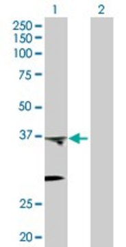 Anti-PTGES2 antibody produced in rabbit