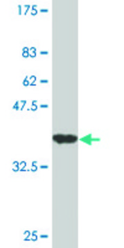 Monoclonal Anti-IHH antibody produced in