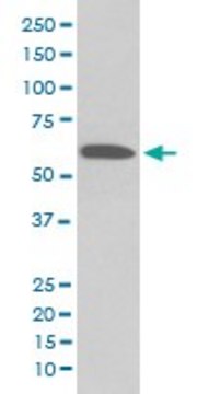 Monoclonal Anti-AKT1 (phospho S473) antibody