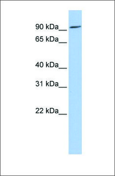 Anti-OCA2 antibody produced in rabbit
