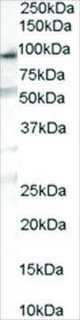 Anti-OSBPL10 antibody produced in goat