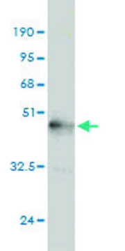 Monoclonal Anti-NGB antibody produced in