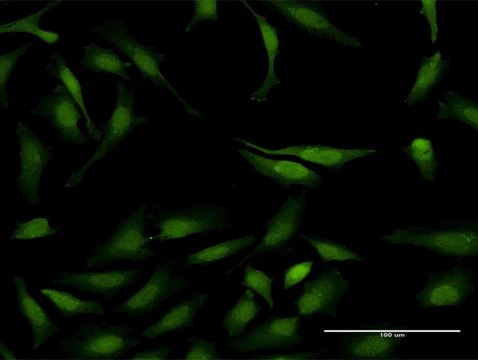 Monoclonal Anti-STAT6 antibody produced in