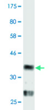 Monoclonal Anti-PGRMC2 antibody produced in