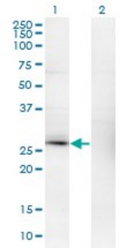 Monoclonal Anti-CSEN antibody produced in