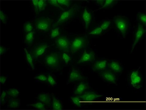 ANTI-MAPK3 antibody produced in mouse