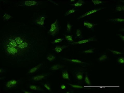 Monoclonal Anti-RPS6KA5 antibody produced in