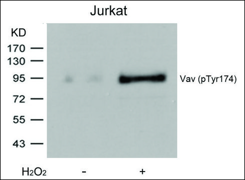 Anti-phospho-VAV1 (pTyr¹??) antibody produced in