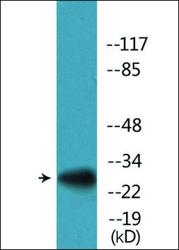Anti-phospho-S6 Ribosomal Protein (pSer235/236) antibody