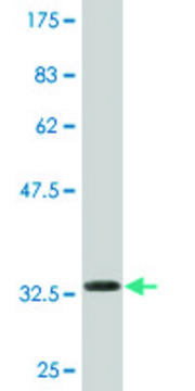 Monoclonal Anti-KLP1, (N-terminal) antibody produced