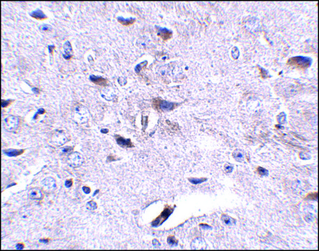 Anti-LRFN3 antibody produced in rabbit