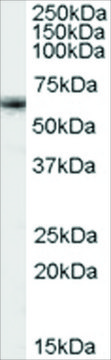 Anti-FOXO4/MLLT7 antibody produced in goat