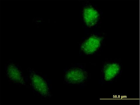 Anti-TRIM40 antibody produced in mouse