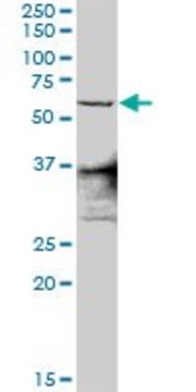 Anti-ZNF496 antibody produced in rabbit