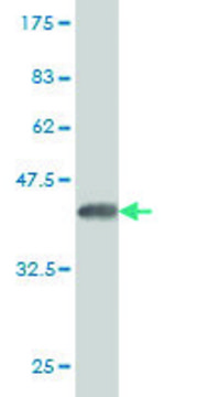 Monoclonal Anti-CYP2J2 antibody produced in
