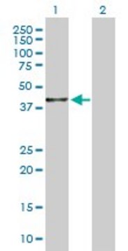 Anti-BHMT2 antibody produced in rabbit