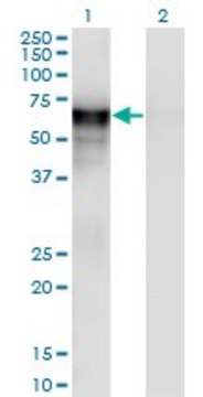 Monoclonal Anti-PSAP antibody produced in