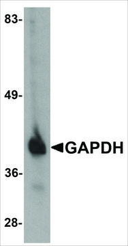 Anti-GAPDH antibody produced in chicken