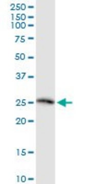 Monoclonal Anti-TWSG1 antibody produced in