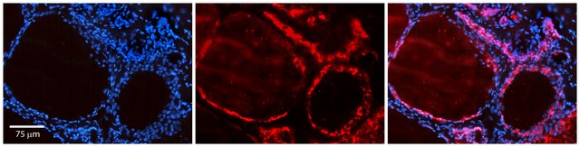 Anti-ID1 antibody produced in rabbit