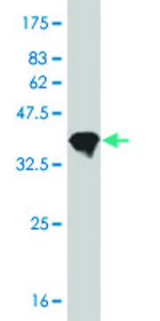 ANTI-RCV1 antibody produced in mouse