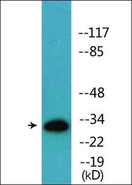 Anti-phospho-ATF1 (pSer?³) antibody produced in