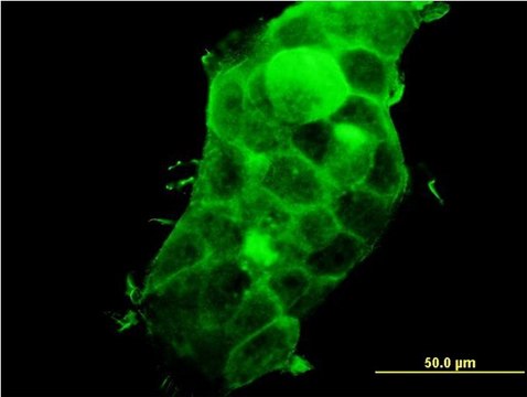 Monoclonal Anti-PDLIM5 antibody produced in
