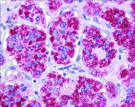 Anti-RAD51 antibody produced in rabbit