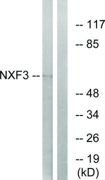Anti-NXF3 antibody produced in rabbit