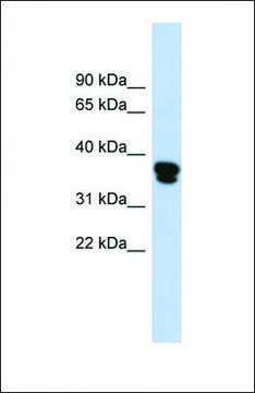Anti-FAS antibody produced in rabbit