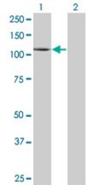 Monoclonal Anti-PLD1 antibody produced in