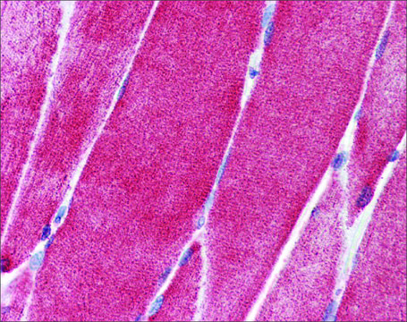 Anti-SLC36A2 antibody produced in rabbit