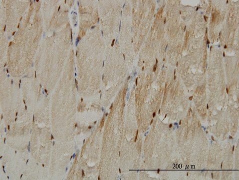 Monoclonal Anti-TTN antibody produced in