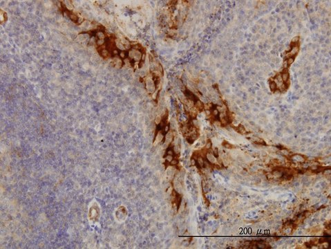Monoclonal Anti-TNFRSF6B antibody produced in