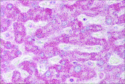 Anti-INSIG1 antibody produced in rabbit