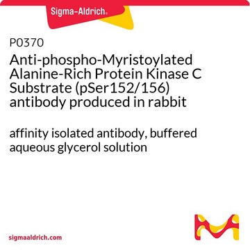 Anti-phospho-Myristoylated Alanine-Rich Protein Kinase C