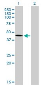 Monoclonal Anti-T antibody produced in