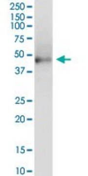Anti-KRT81 antibody produced in rabbit
