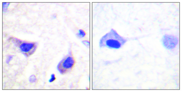 Anti-JAK3 antibody produced in rabbit
