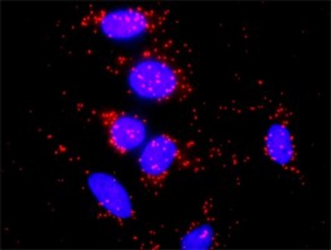 Anti-GNG7 antibody produced in rabbit