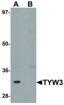 Anti-TYW3 antibody produced in rabbit