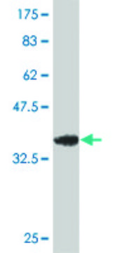 ANTI-PTCH antibody produced in mouse