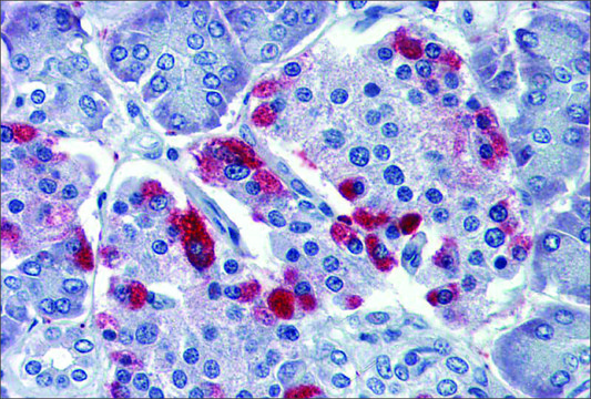 Anti-GNAS antibody produced in rabbit