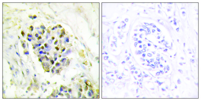 Anti-MED1 antibody produced in rabbit