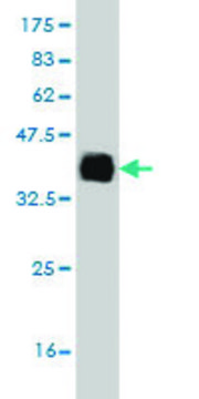 Monoclonal Anti-ELAC1 antibody produced in