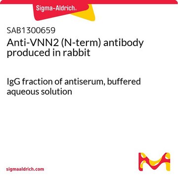 Anti-VNN2 (N-term) antibody produced in